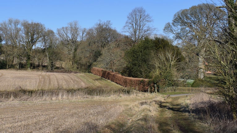 Rutted rack through arable field in winter with trees and hedges in background, Hinton Ampner, Hampshire